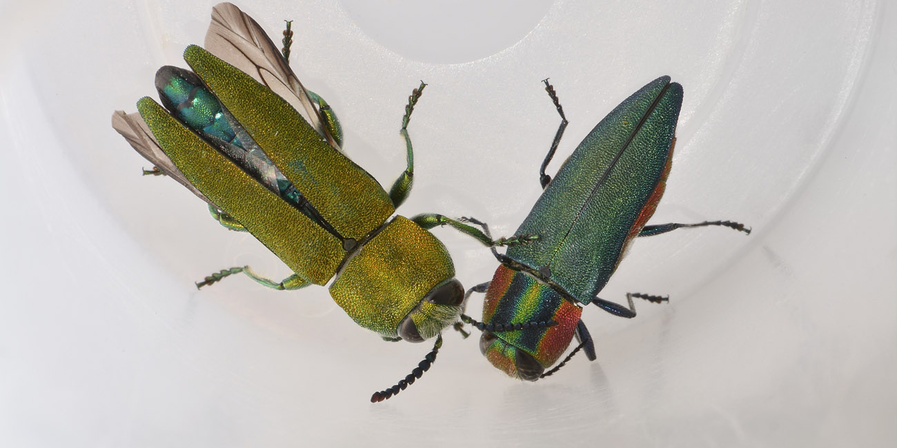 Buprestidae, Anthaxia hungarica